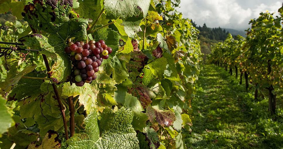Colombier-fiche-activites-culture-clos-des-roses-bloc1-grande