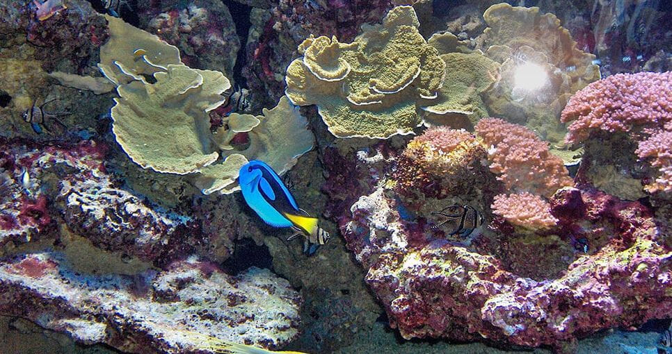 Colombier-fiche-activites-sports-loisir-musee-oceanographique-monaco-bloc1-grande
