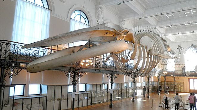 Colombier-fiche-activites-sports-loisir-musee-oceanographique-monaco-bloc1-petite